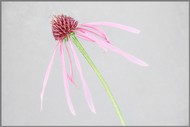 Echinacea_002.jpg