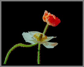 010_Mohn_rot und weiß_01.jpg