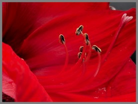 016_Amaryllis_15.jpg